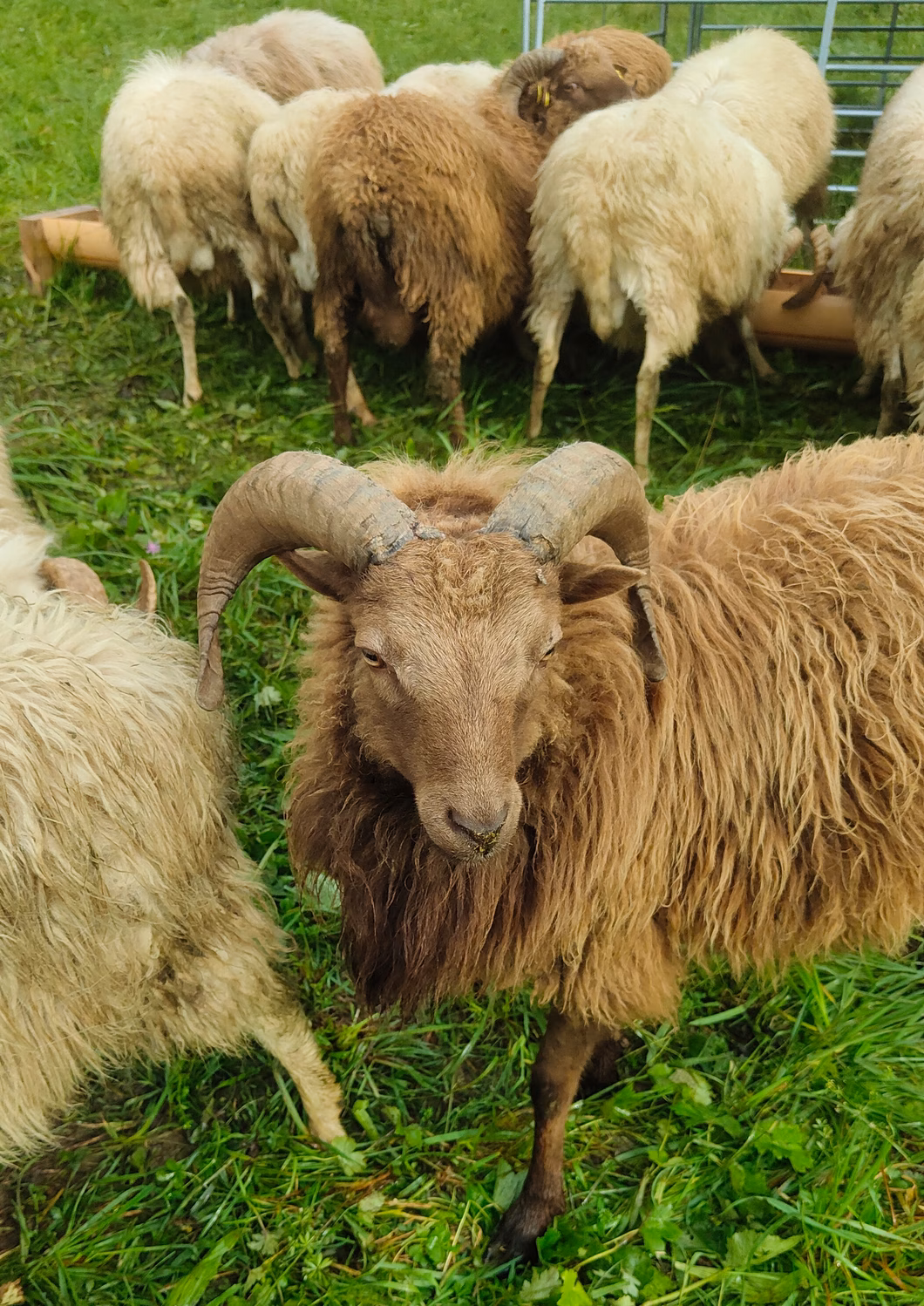 Bild 5 Schafe_FINAL